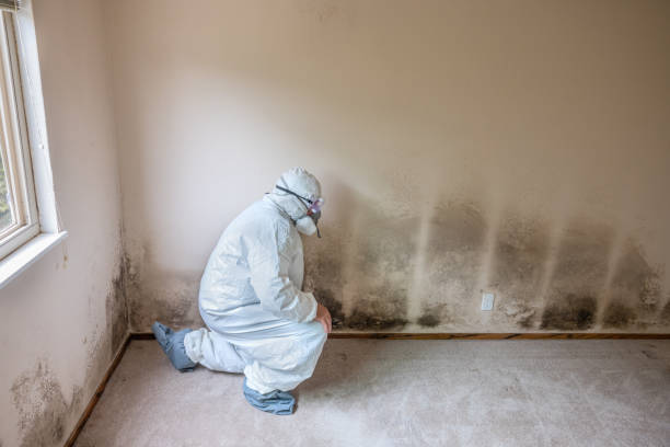 Mold Remediation for Rental Properties